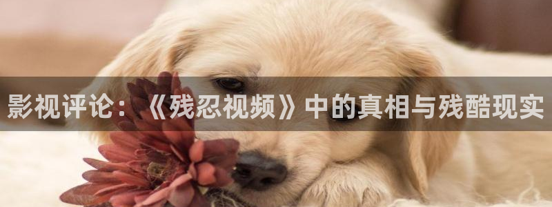 yy青苹果影视
